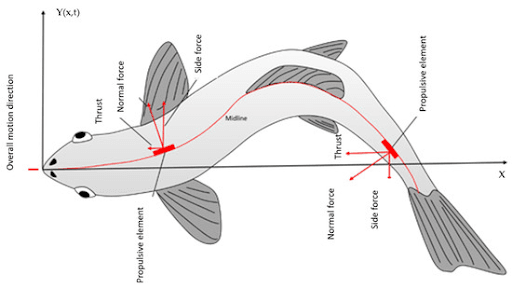 Fish Locomotion Principles and Thrust Generation