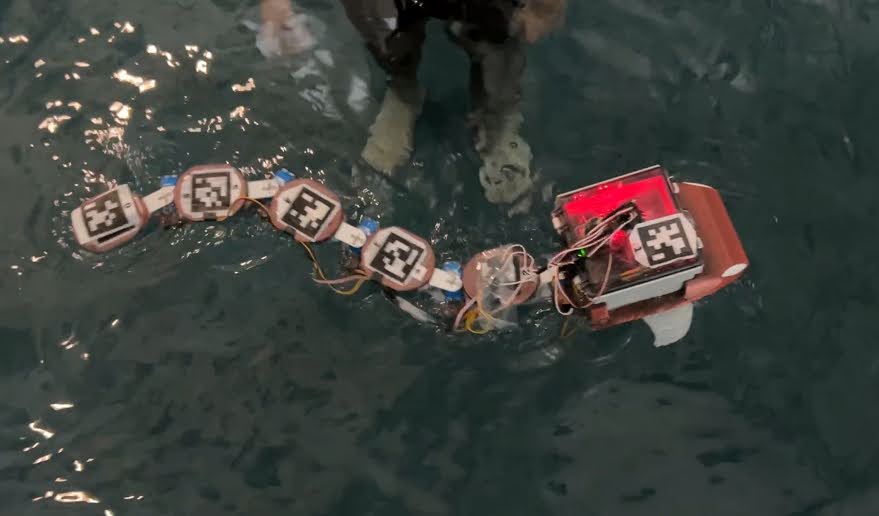 Overhead view of the fish robot swimming in dark green pool water with white AprilTag markers on the head enclosure and each tail segment, a red LED glowing inside the enclosure, surface glare and ripple distortion across the frame, and a person standing in the water at the top of the frame
