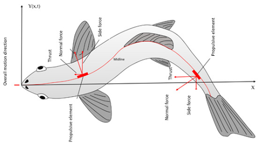 Fish Locomotion Principles and Thrust Generation